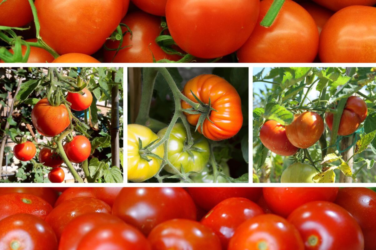 Господиня розповіла, коли висаджувати помідори на розсаду