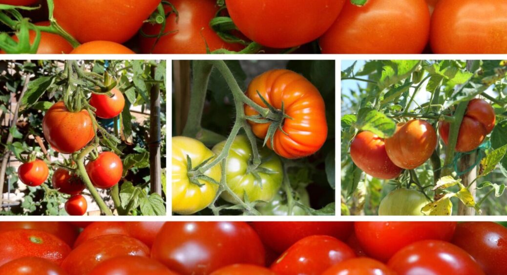 Не садіть ці 3 сорти томатів – ось чому: які помідори краще не вирощувати в Україні 
