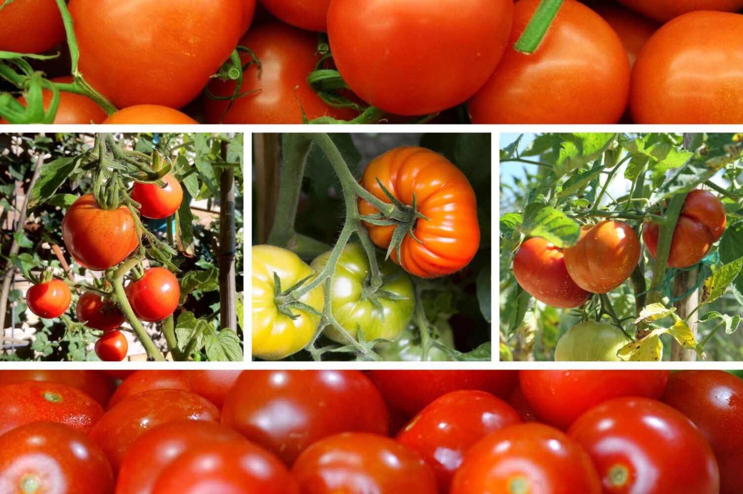 Агрономи розповіли, які сорти помідорів краще не вирощувати в Україні та чому