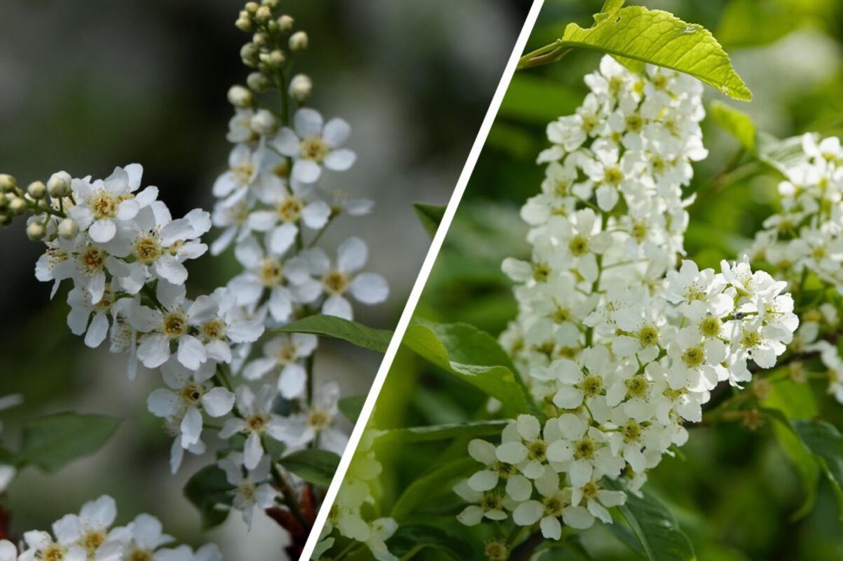 Садівники розсекретили дерево, яке притягує всіх шкідників і проблеми