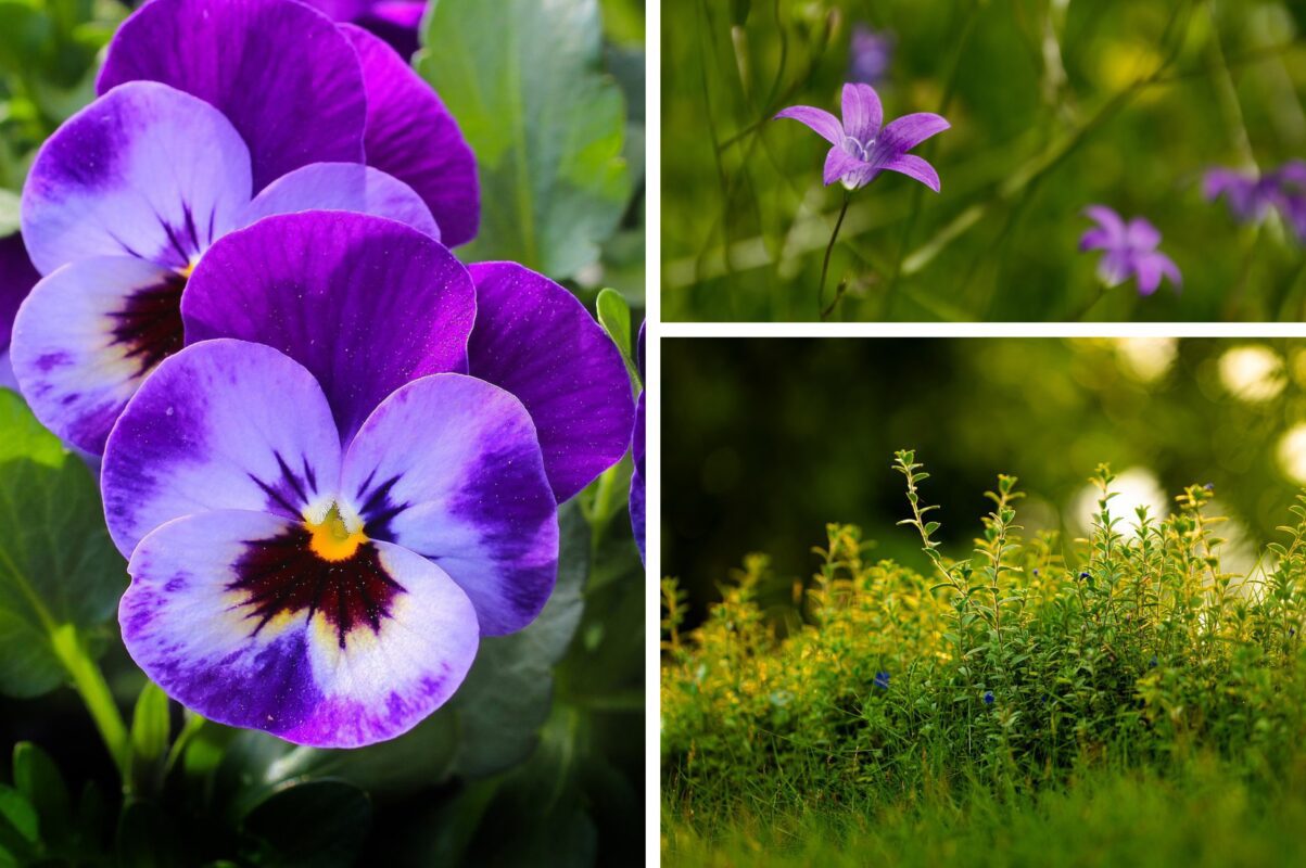 Садівники розсекретили найбюджетніше природне добриво для рослин