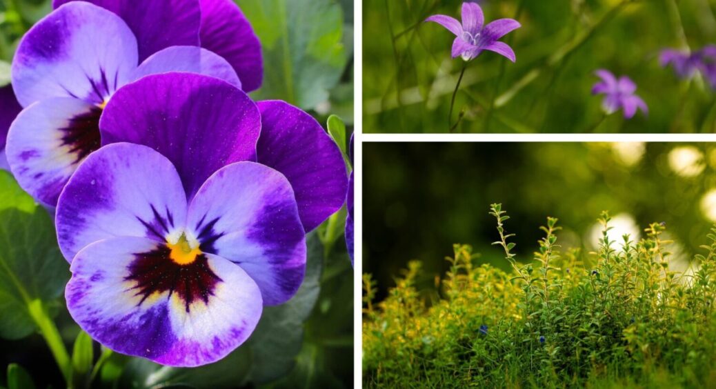 Бюджетно й ефективно – добриво 2 в 1: внесіть 1 ложку під рослини – й цвіт буде безперервним 