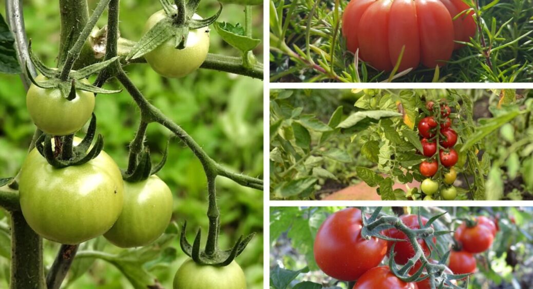 2 ультраранніх сорти, ідеальних для консервування: ці помідори – хіт на Вінниччині 