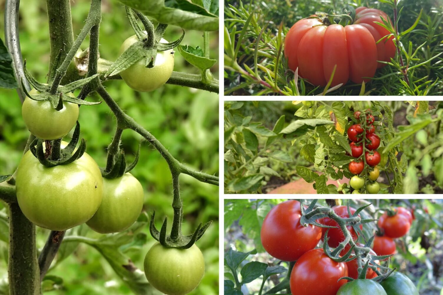 Агрономи розсекретили два високоврожайні ультаранні сорти помідорів