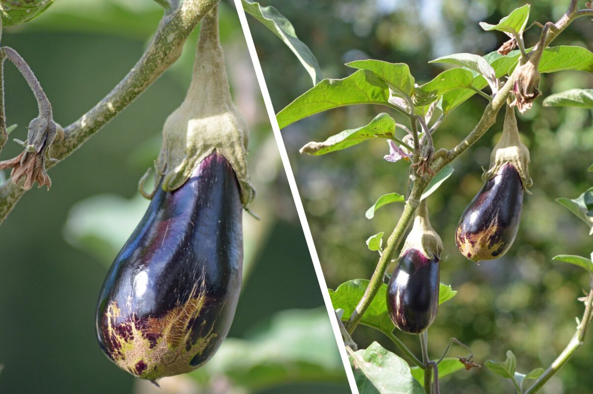 Агрономи назвали один сорт баклажанів, який дає рясний врожай і невибагливий