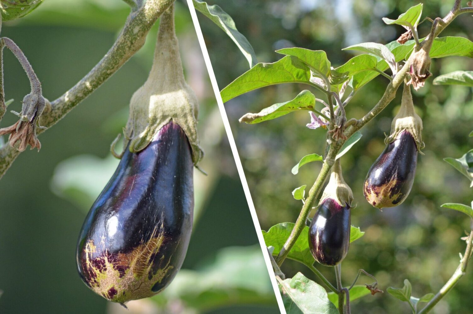 Агрономи назвали один сорт баклажанів, який дає рясний врожай і невибагливий