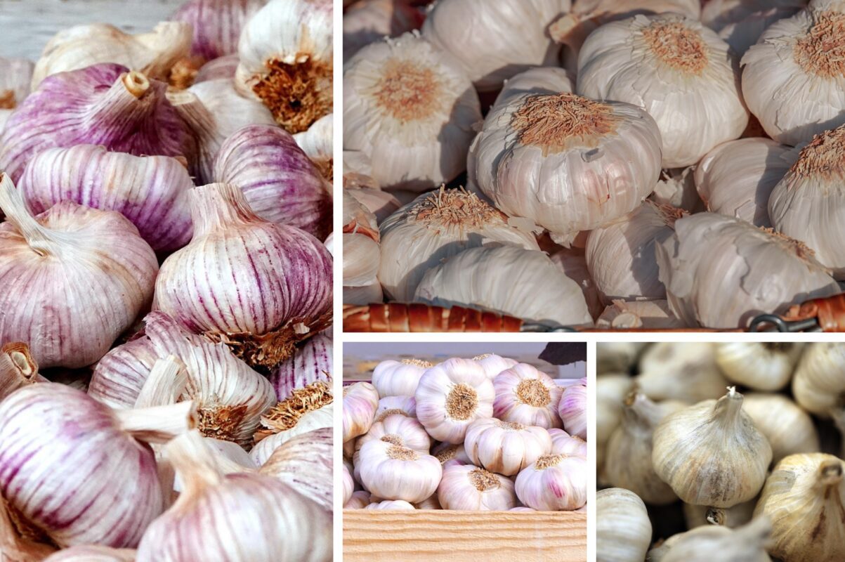 Експерт розповів, які сорти часнику варто садити для багатого урожаю