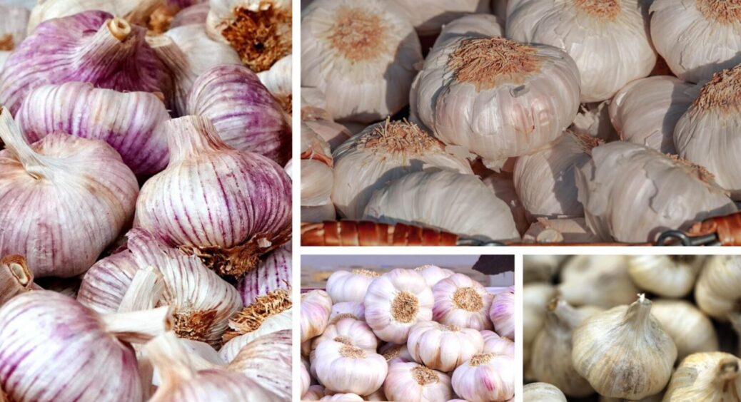 7 правил на замітку кожному дачнику: ось як слід вирощувати озимий часник у 2025-му 