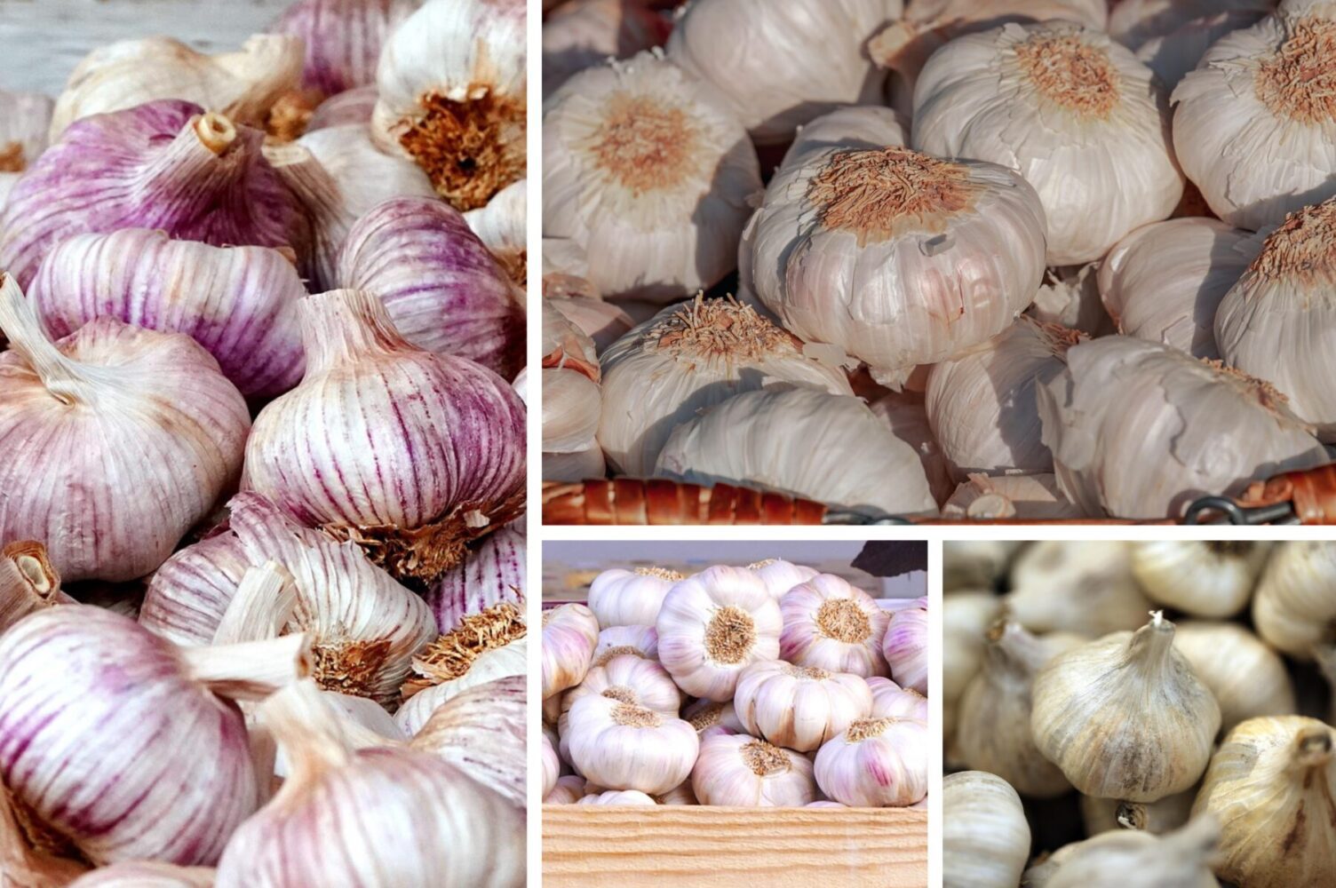 Городники розповіли, як правильно вирощувати озимий часник під зиму