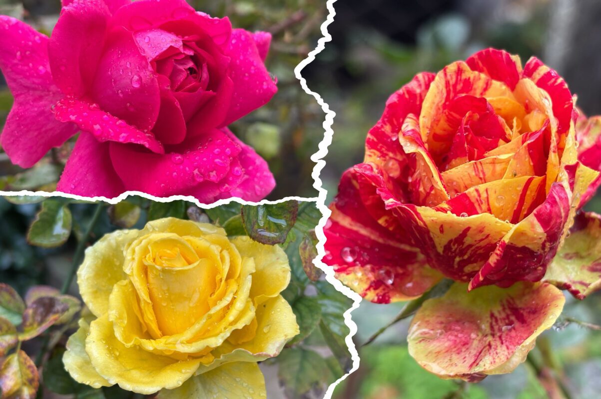 Садівники розповіли, як підготувати троянди до зимового періоду