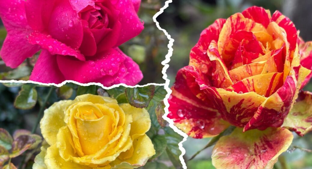 До 1 грудня зробіть це з трояндами — наступного літа квітів буде океан: зрізаю оберемками 