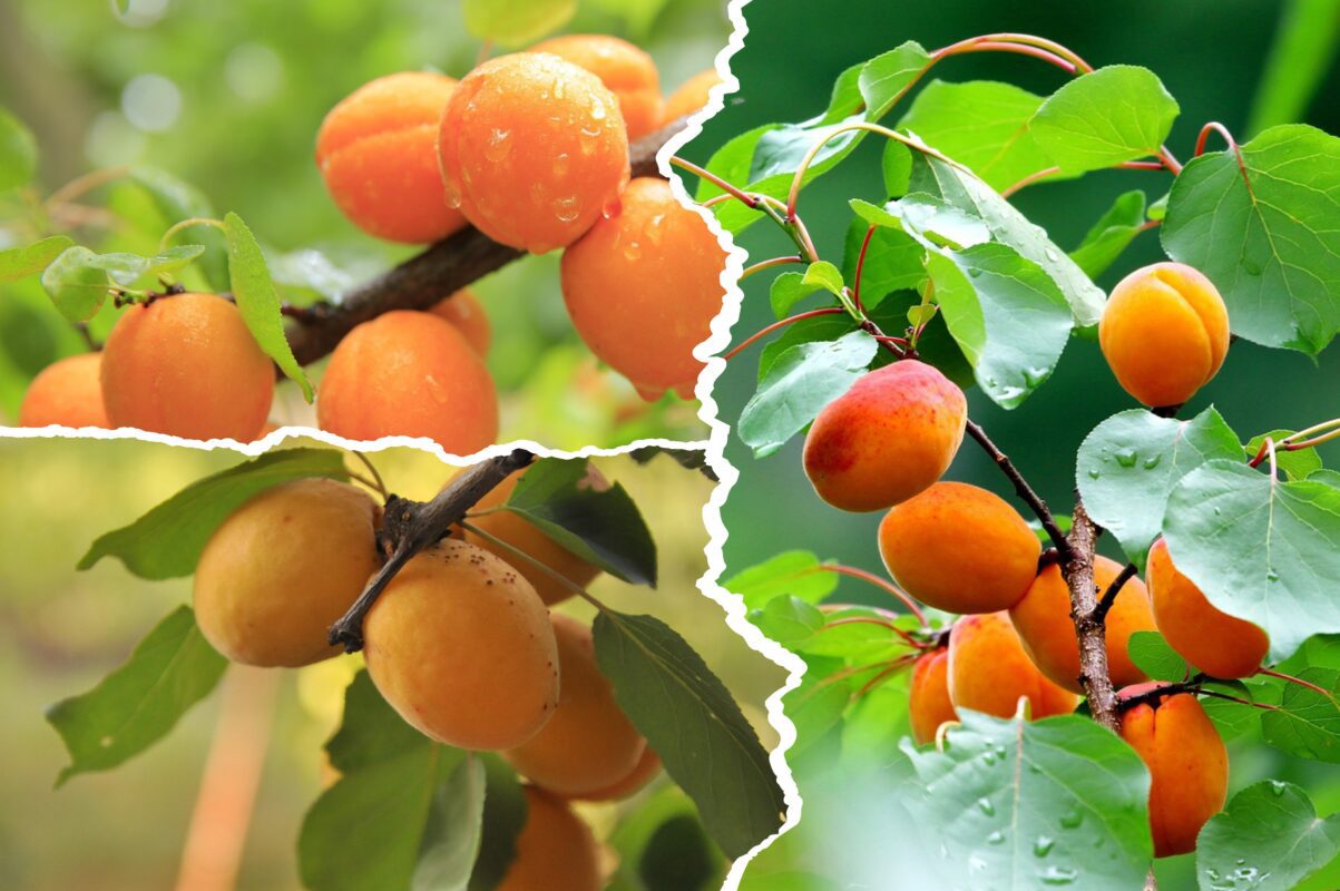 Агроном розповів, який сорт абрикосу не боїться заморозків