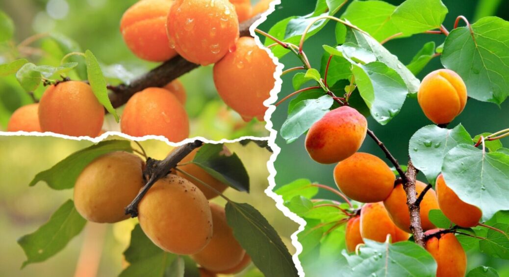 Заморозки його не турбують: 1 сорт абрикосу, який городники у Чернівцях обожнюють 