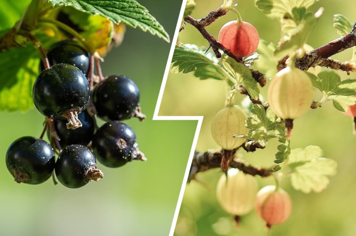 Садівники розповіли, що слід зробити зі смородиною й аґрусом напередодні зими
