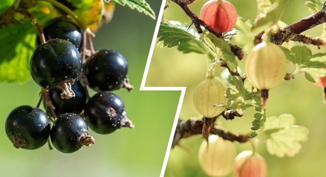 Смородина + аґрус – і 3 дії з ними: як підвищити врожайність ягідних культур у листопаді 2025 