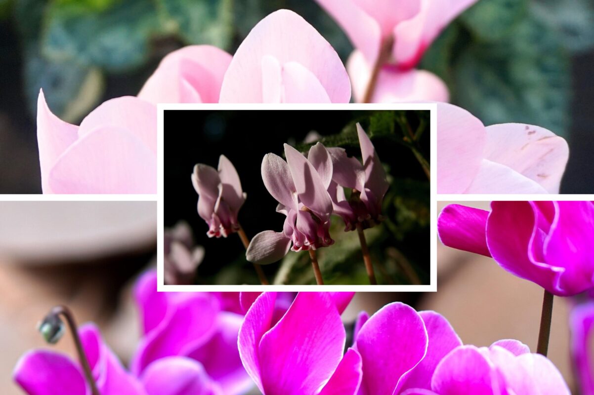 Садівники розсекретили назву рослини, яка цвіте навіть в холод