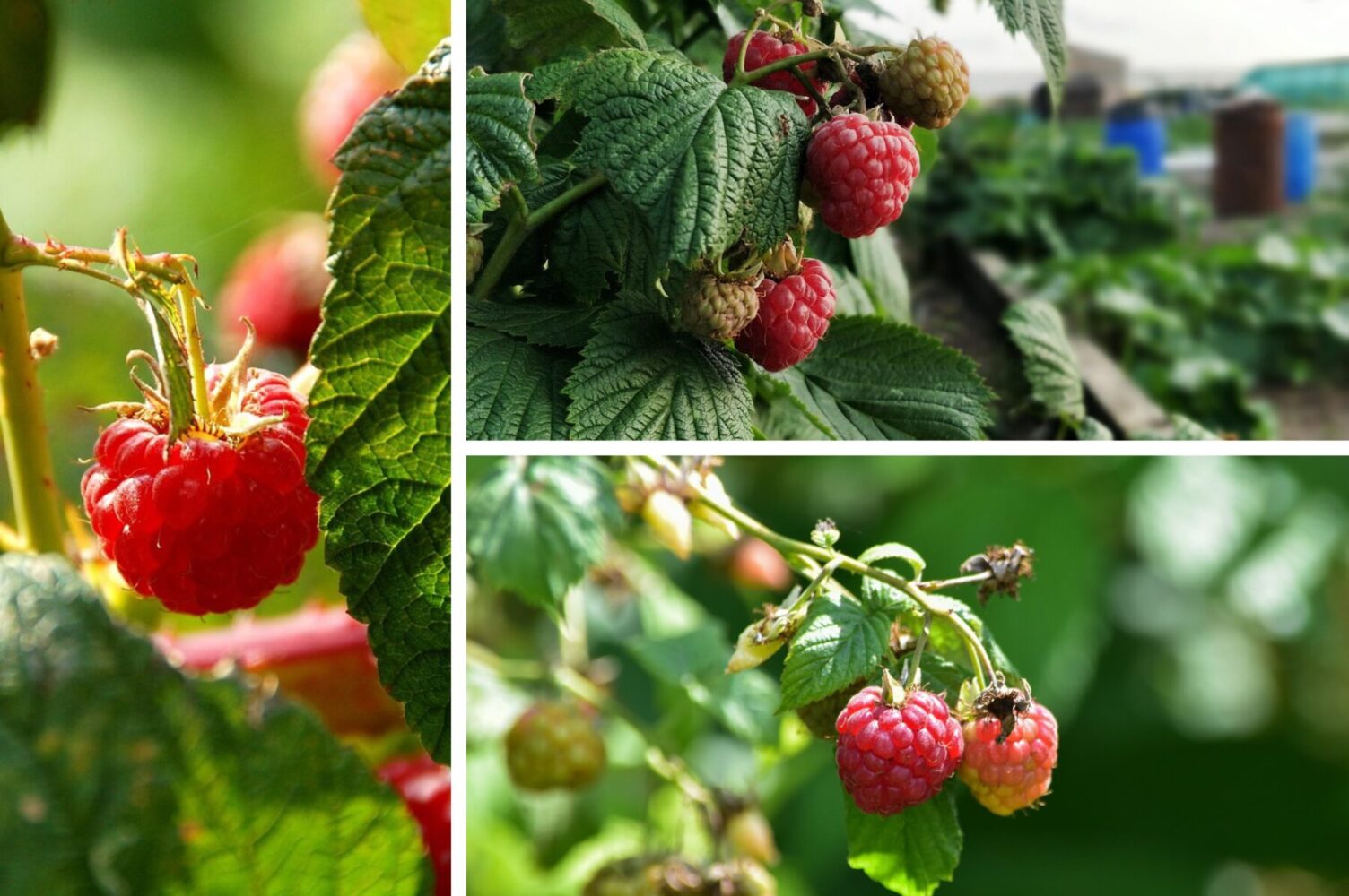 Агроном розповів, як простимулювати урожайність у малини