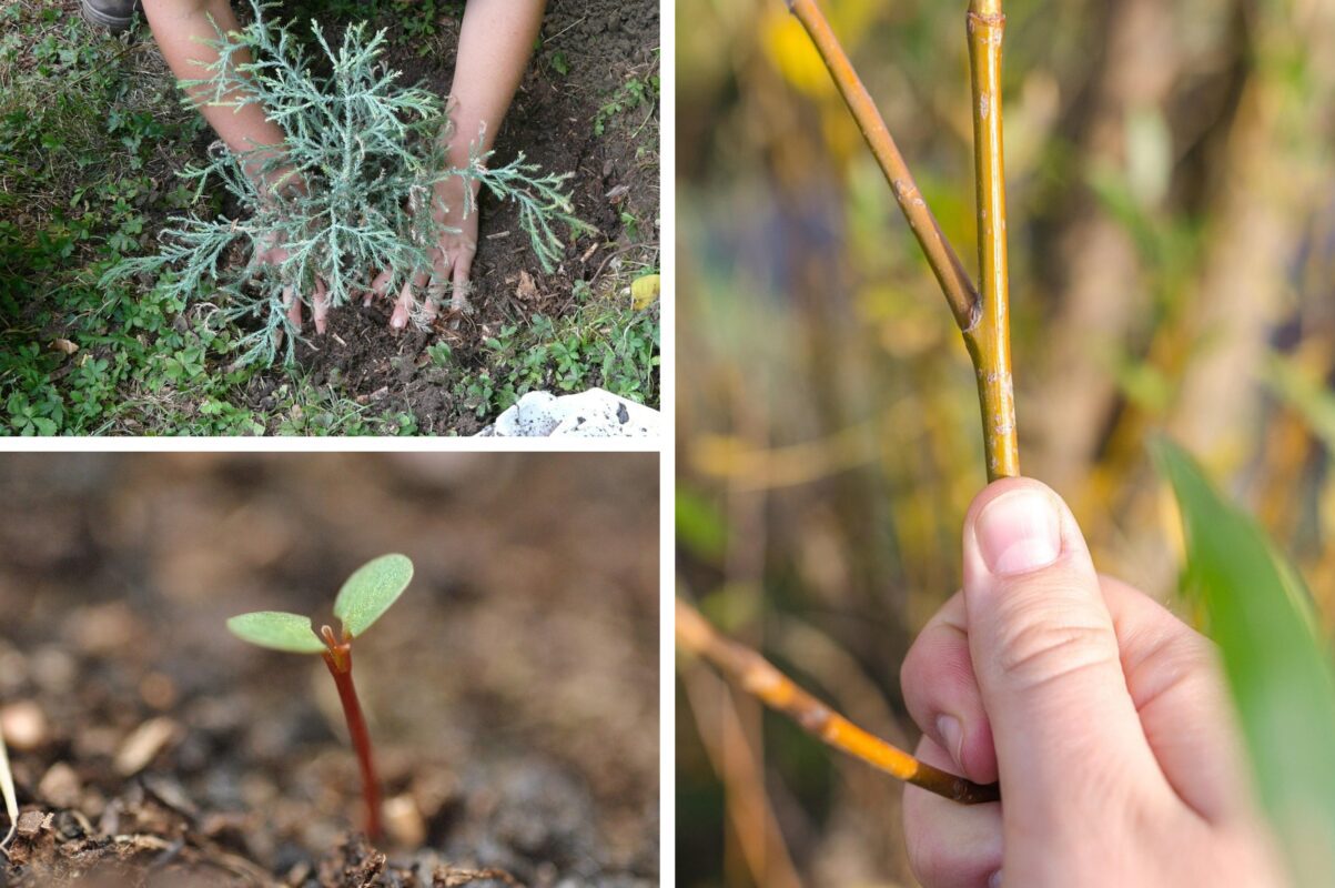 Городники розповіли, що покласти до ямки під час посадки саджанців