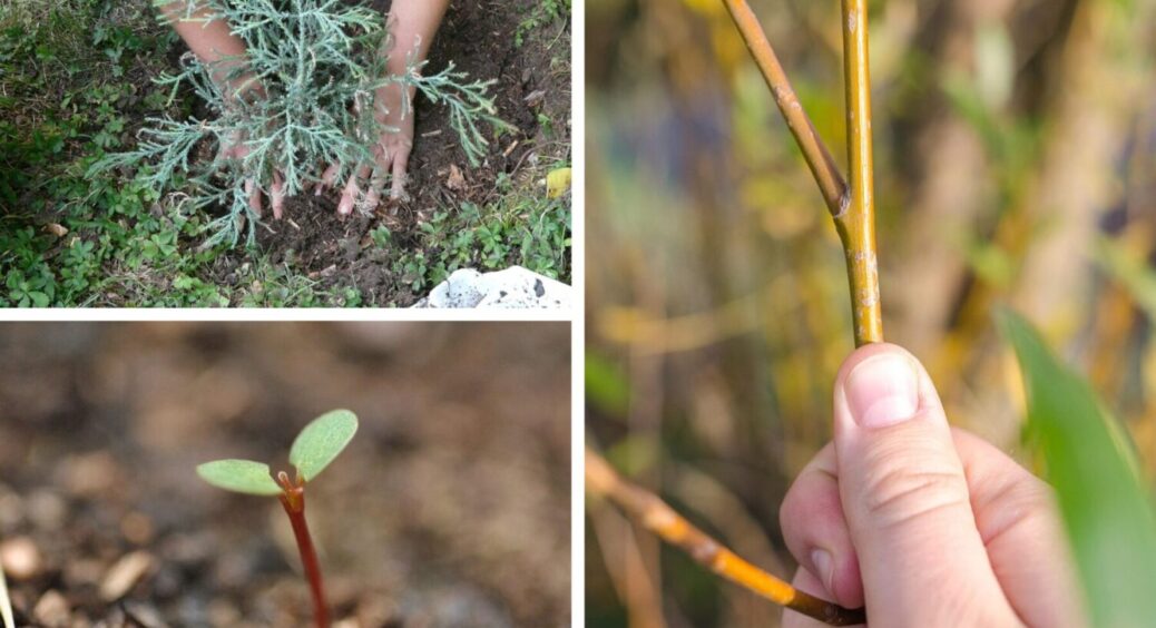 1 продукт до лунки – і дерева будуть рости вдвічі швидше: що внести в ґрунт під час їх посадки 