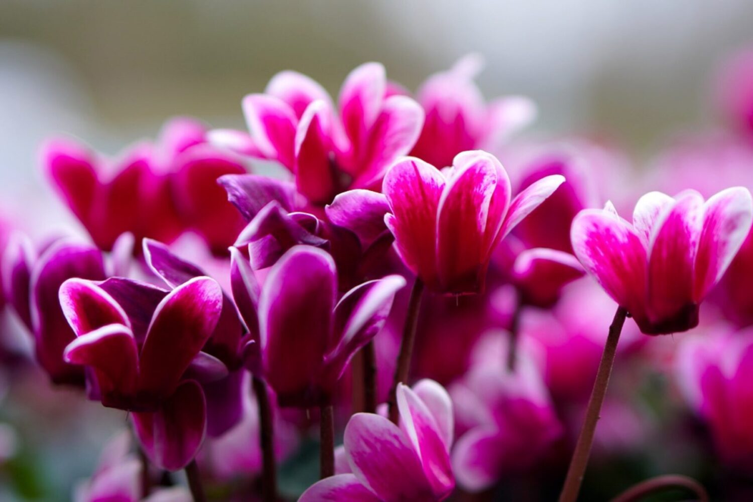 Садівники розсекретили назву рослини, яка цвіте навіть в холод