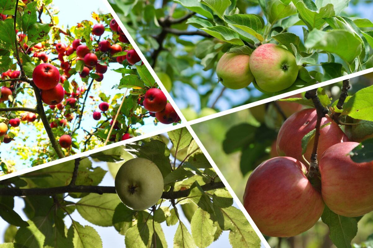 Садівники розсекретили головні секрети обрізки яблуні для рясного плодоношення