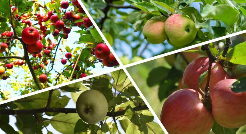 3 прийоми з яблунею – і в 2026-му вродить вдвічі більше: як правильно обрізати дерево 