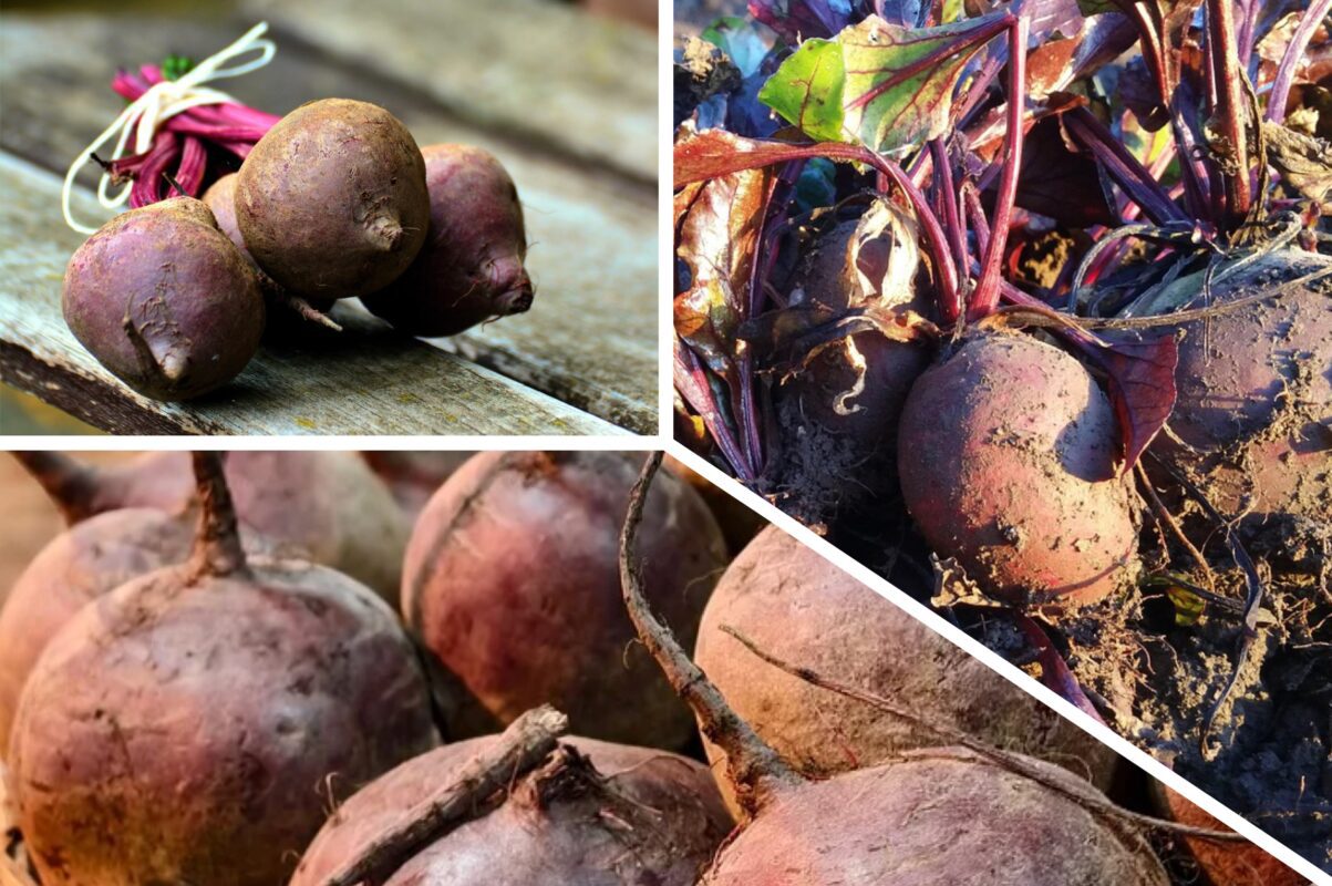 Городники розповіли, як правильно зберігати врожай буряків у квартирних умовах