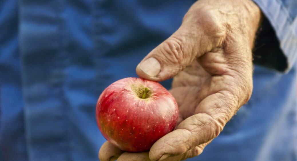 Тільки цей сорт яблук з року в рік стає ще більш солодким: плоди – хоч на виставку вези 