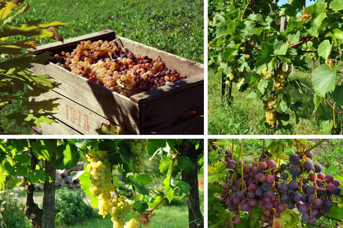 Садівники розповіли, що слід зробити з виноградом восени для успішної зимівлі