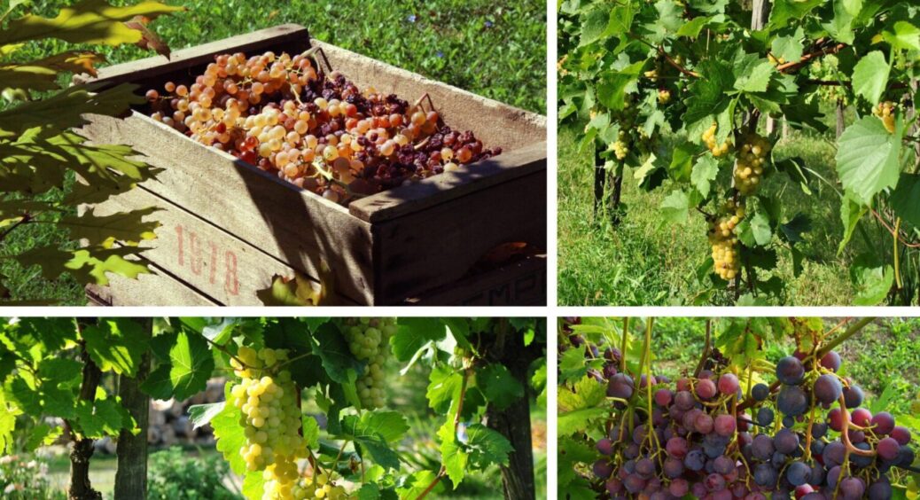 Виноград загине взимку, якщо у листопаді пропустити ці 2 прості дії: важливі правила агронома 