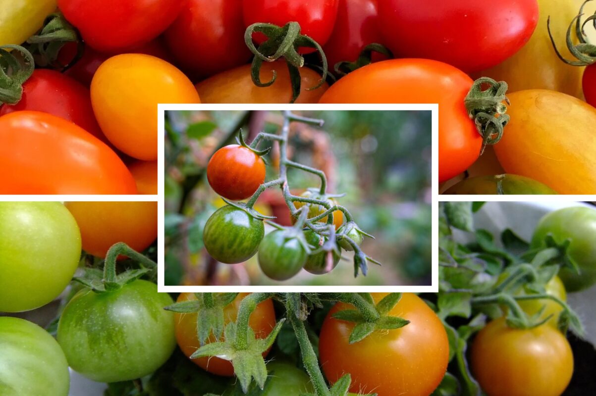 Агрономи назвали три сорти найсолодших томатів – такі мʼясисті та великі