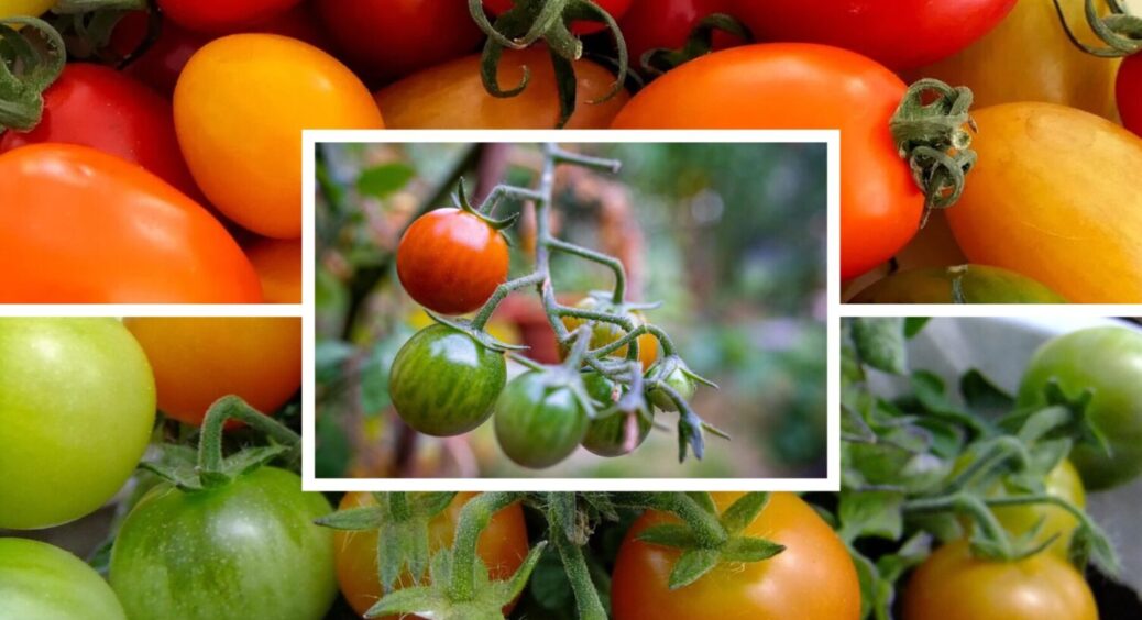 Не підводять мене, не підведуть і вас: обираю трійку надійних сортів томатів – м’ясисті, медові 