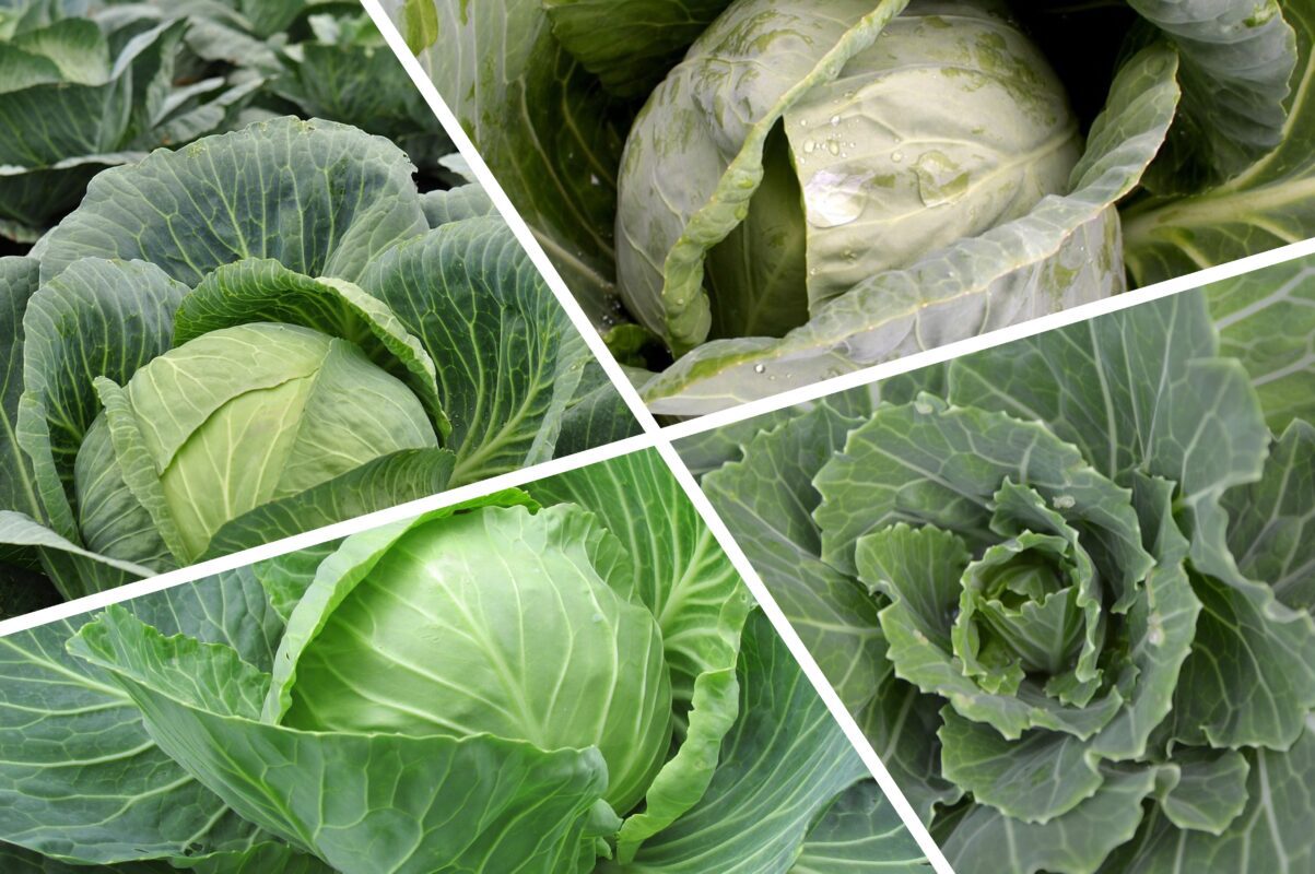 Господиня розповіла, як правильно зберігати капусту