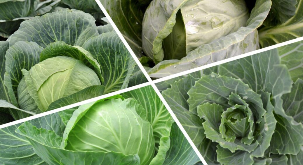 Не “Золотий гектар” і не “Аркадія”: ось цей сорт капусти зайняв перше місце у 2025 році 