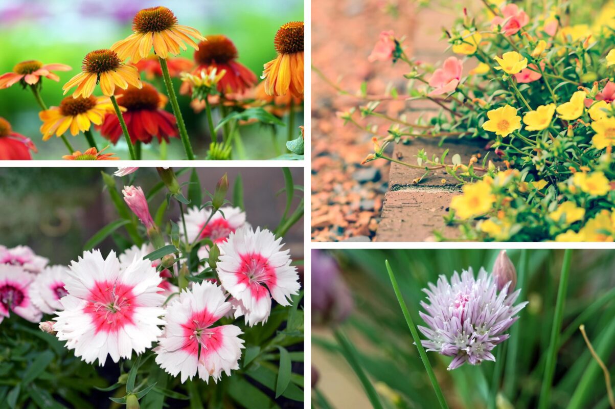 Садівники розсекретили список квітів, які не бояться морозу – ідеальні для зими
