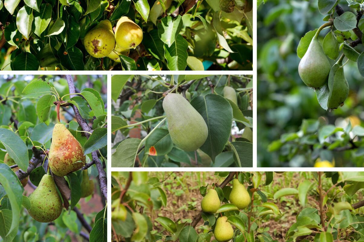 Садівники розповіли, як вберегти грушу від гнилі – один ефективний спосіб