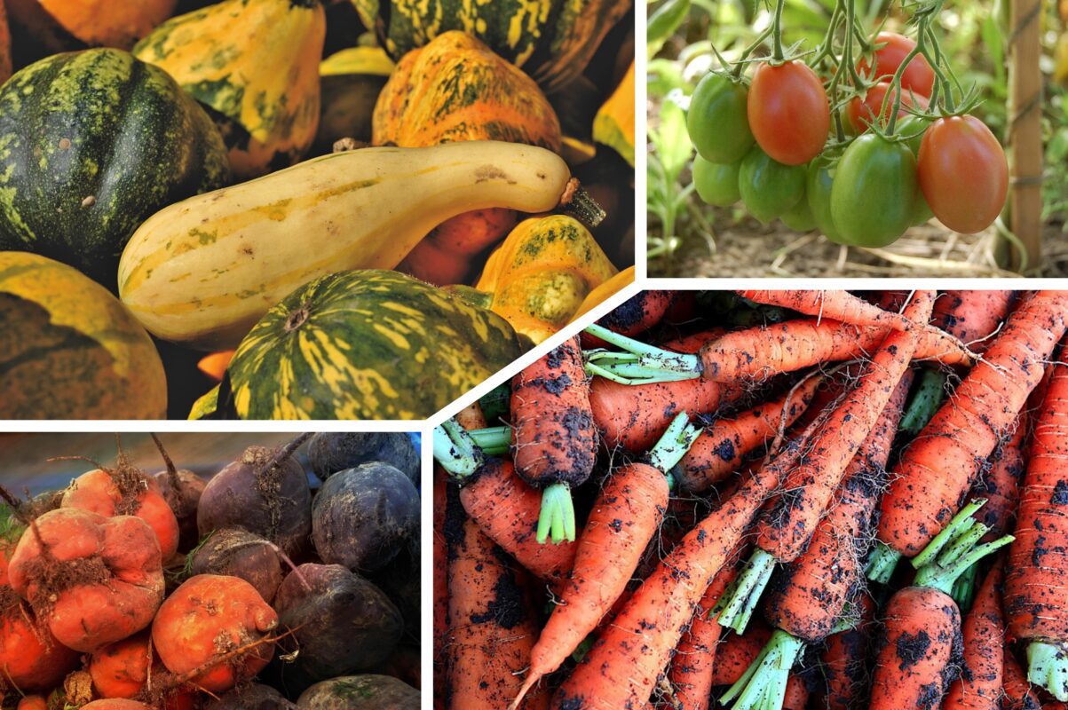 Городники розповіли, які овочеві культури не можна садити один біля одного
