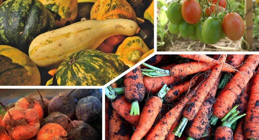 Купую борошно не звичайне, а спеціальне: урожаї в 10 разів більші, ніж у сусідів-поляків 