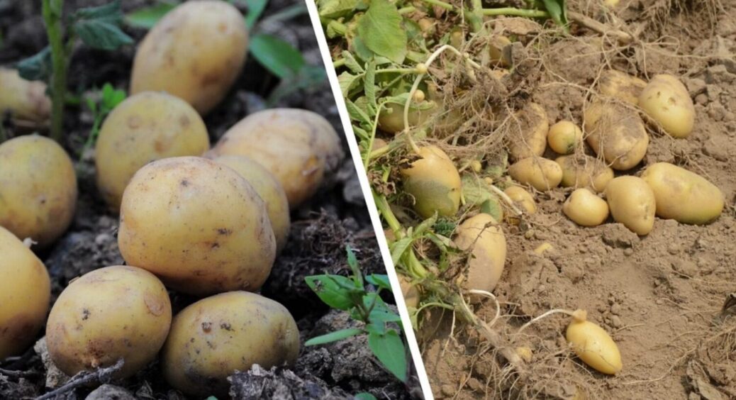 Беллароса і поруч не стояла! Ці 2 сорти картоплі — просто щастя: і багато, і дуже смачно 