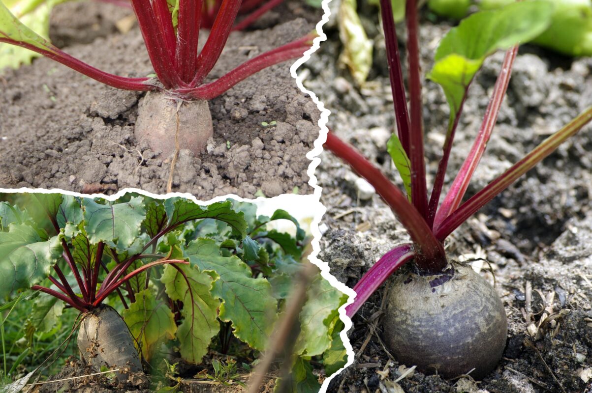 Городники розповіли, як отримати ранній і супер смачний врожай буряків