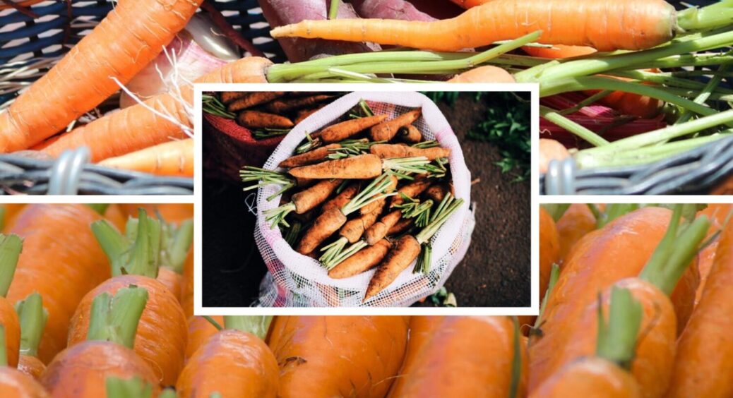 Погано сходять, не смакують і ДУЖЕ вибагливі: сорти моркви, які стабільно дають низький врожай 