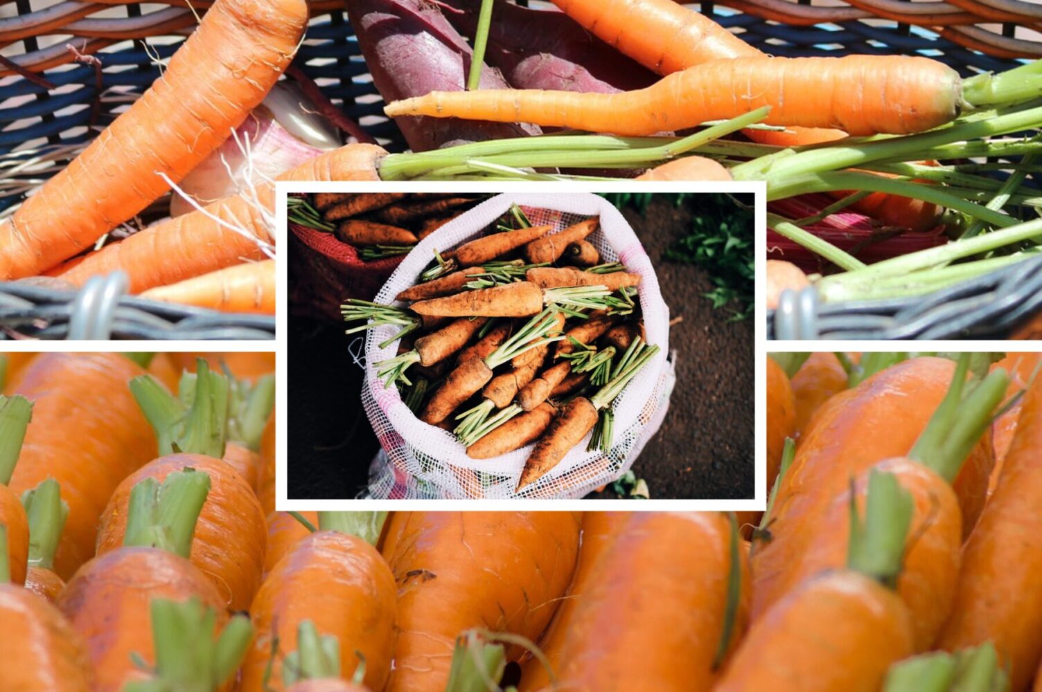 Агрономи назвали сорти моркви, які дають мізерний і несмачний врожай