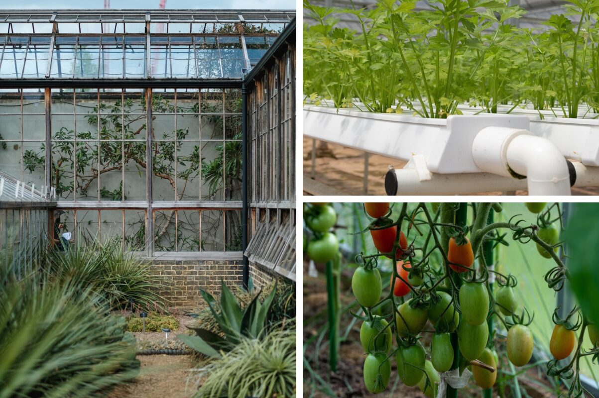 Дачники розповіли, як правильно підготувати теплицю до зими – врожаю бути