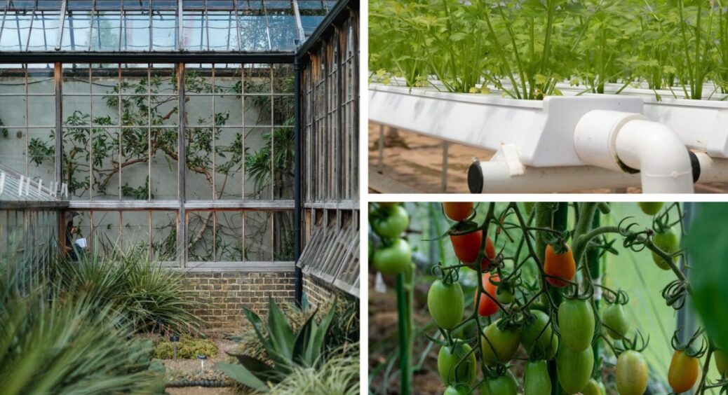 Врожай збільшиться на 50%: як підготувати теплицю до зими – 6 основних моментів 