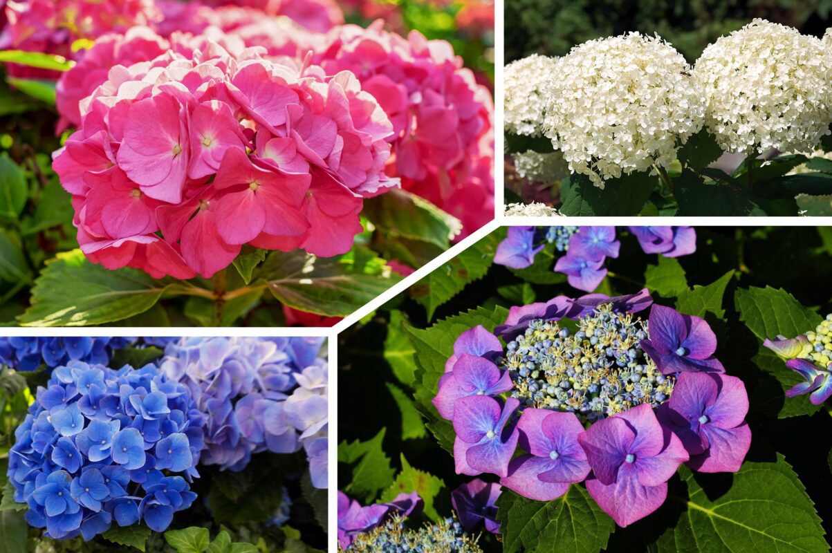 Багаторічники, які можна посіяти у листопаді під зиму: у Полтаві тільки ці 3 і обираю 