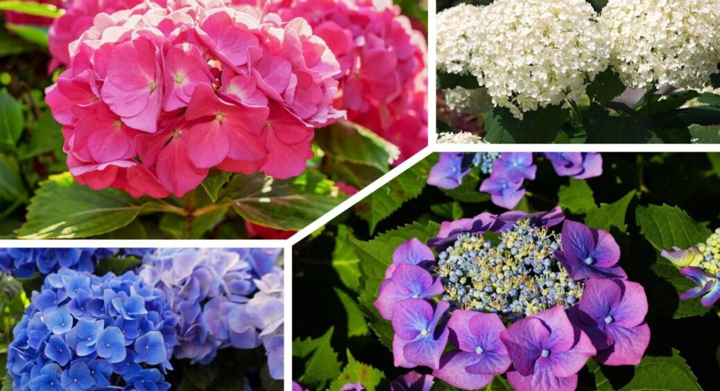 Цвісти буде 24/7 і на весь сад: як обрізати гортензію і коли сприятливий час 