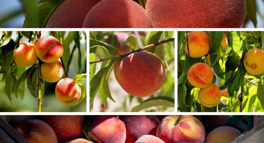 Обрізка, підживлення і ще 1 дія: ось як правильно доглядати за персиком восени 2025 