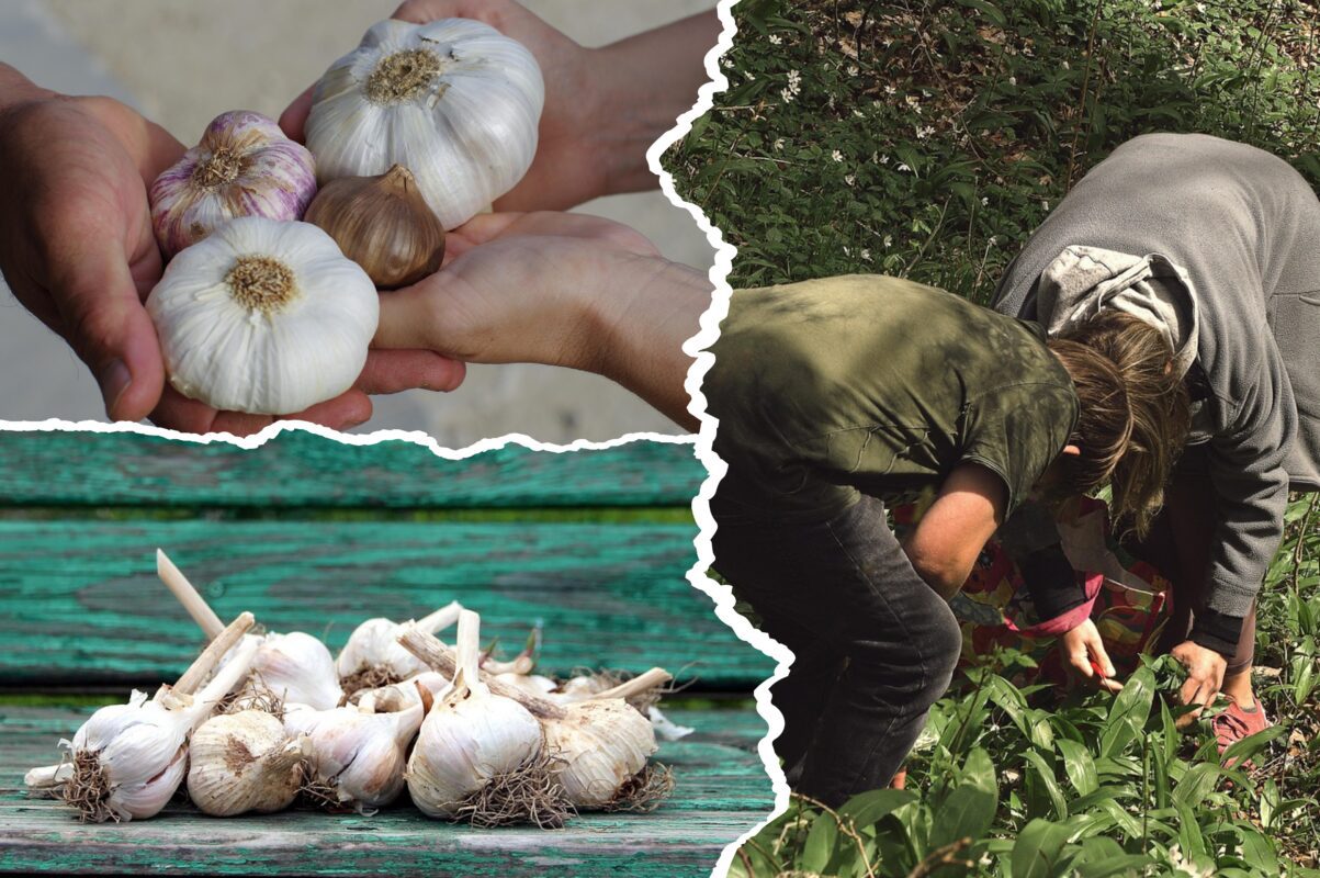 Городники розповіли, що слід посадити після збору врожаю часнику