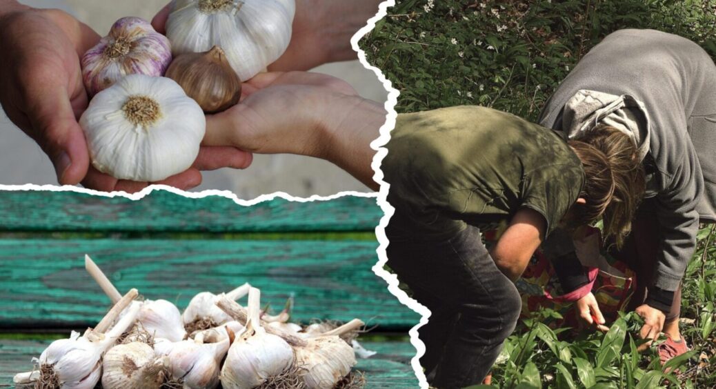 Врожай зібрала, і 1 рослину з 4 одразу посадила: що вирощувати після часнику 