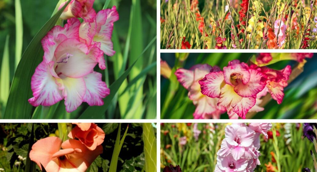 Ці 3 підживки виручають мене з року в рік: чим підгодувати гладіолуси на всіх етапах росту 